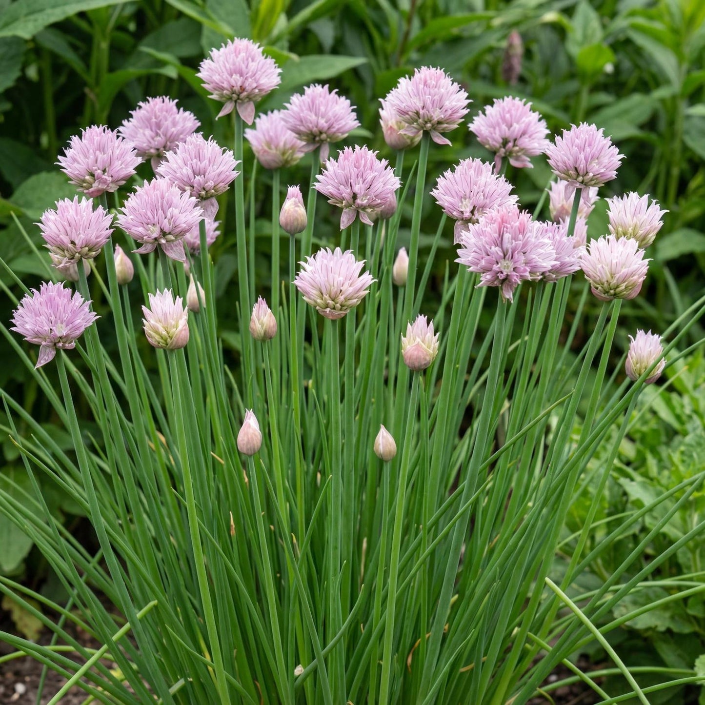 Chives in a 4-inch pot, forming a tidy clump of slender hollow green leaves that bloom purple in season.