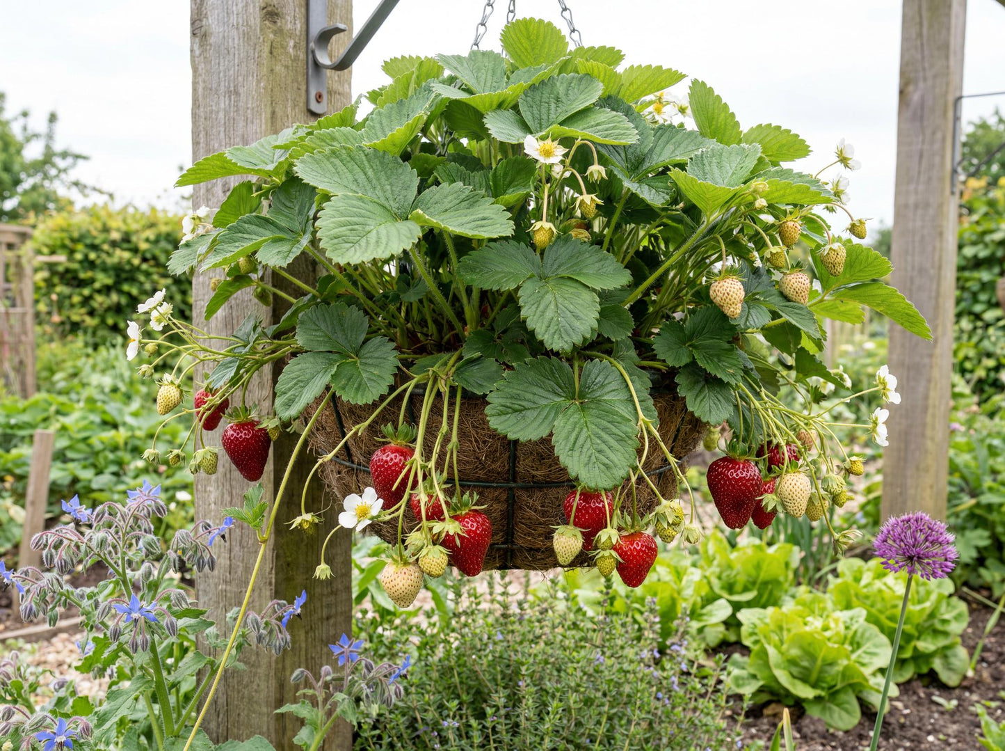 Quinault Strawberry