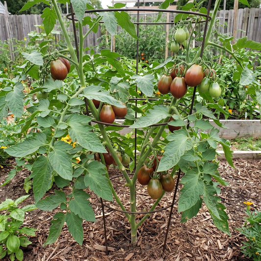 Japanese Black Trifele Tomato