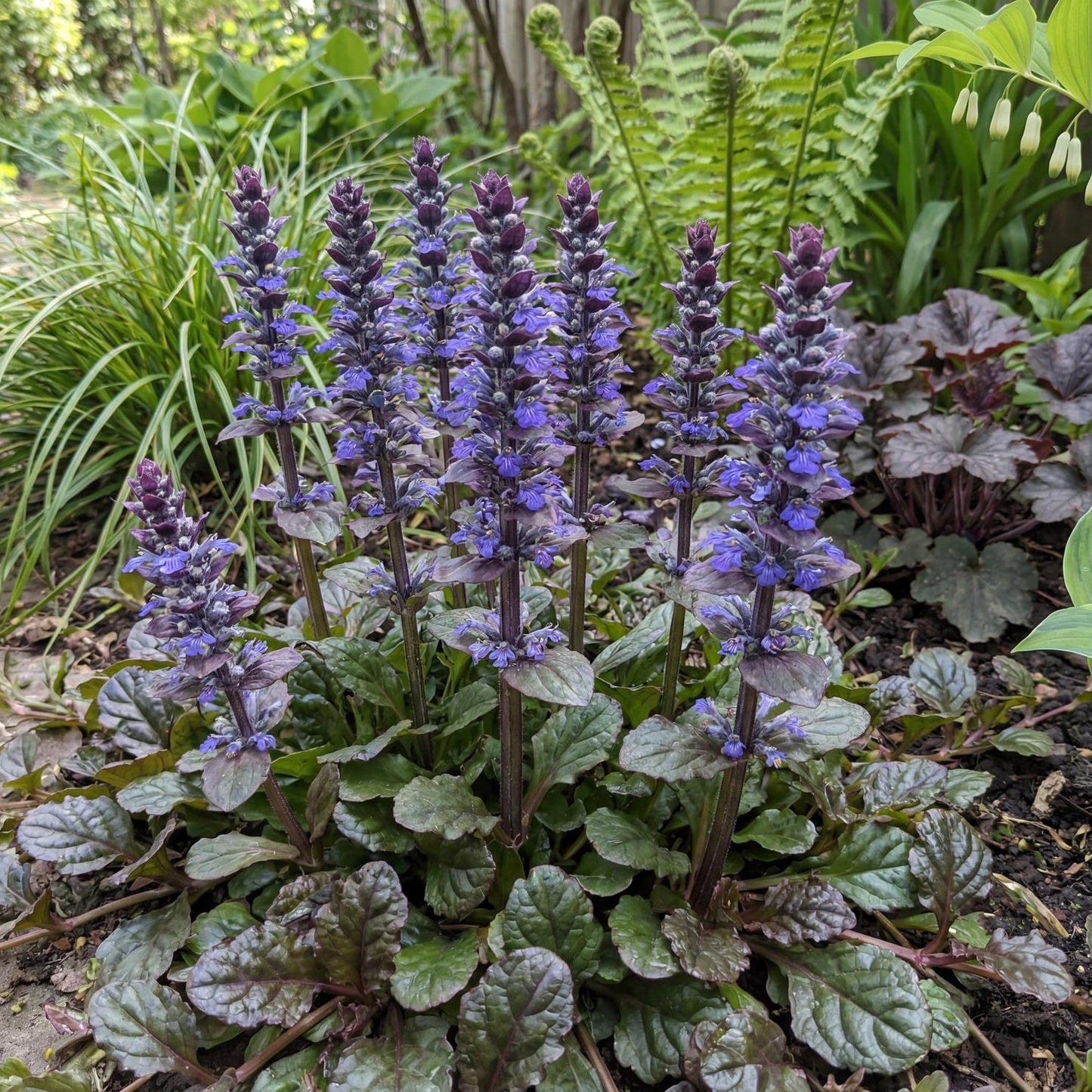 Bronze Beauty Bugleweed