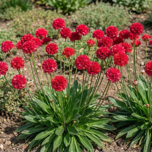 Ballerina Red Sea Thrift