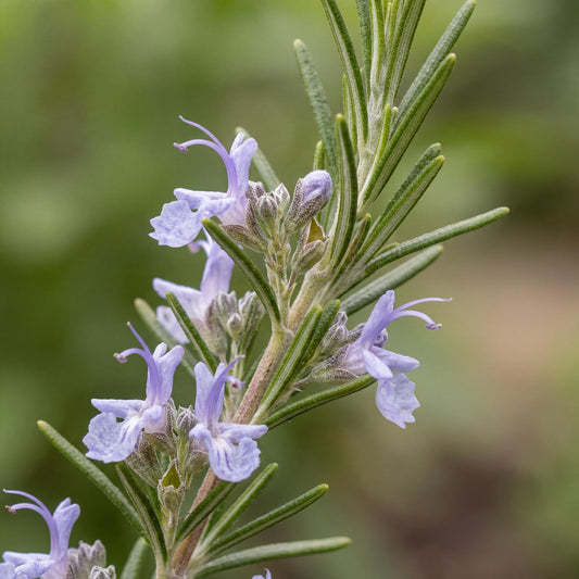 Haifa Trailing Rosemary