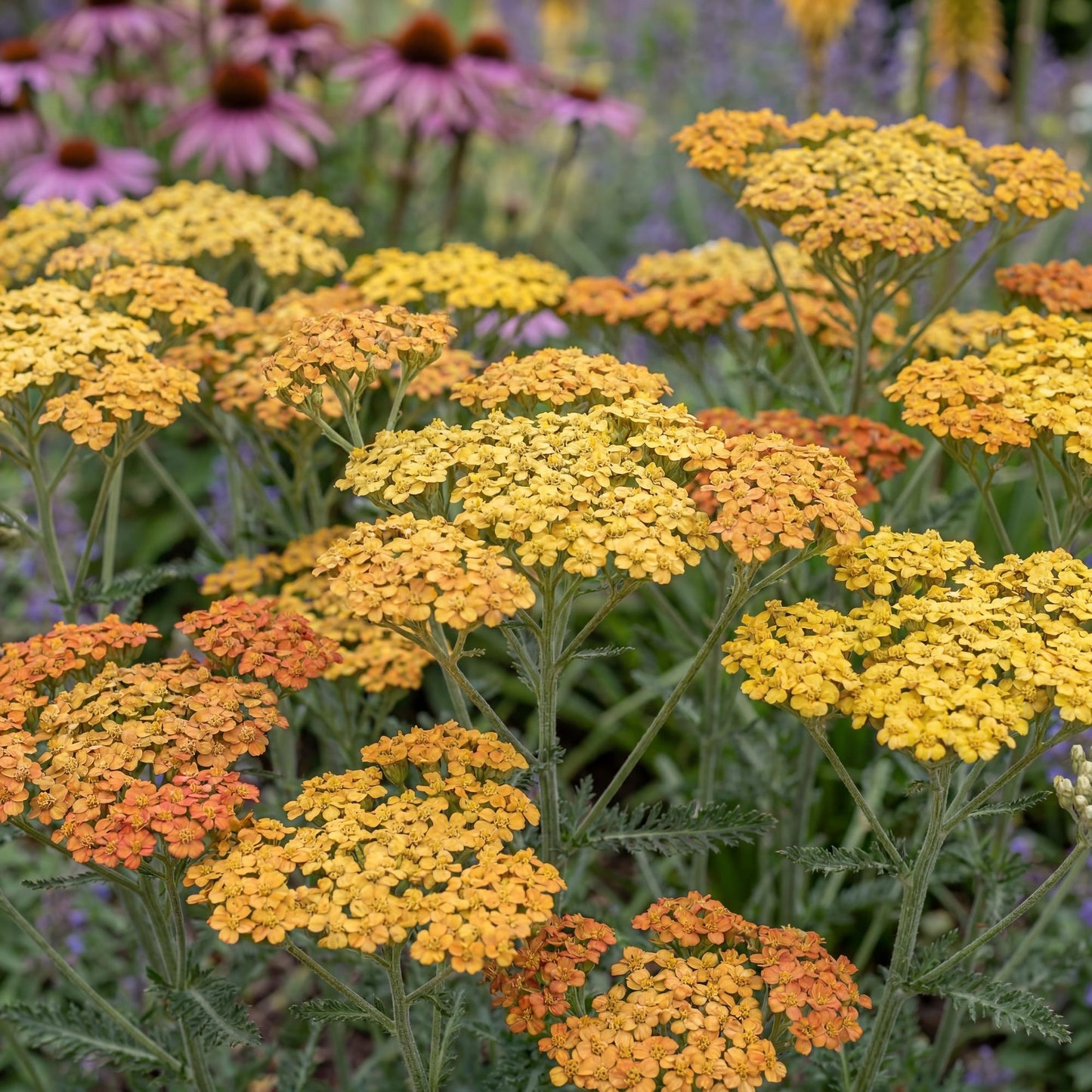 Terracotta Yarrow