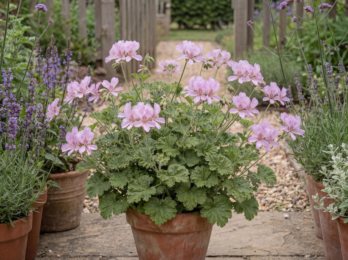 Attar of Rose Scented Geranium