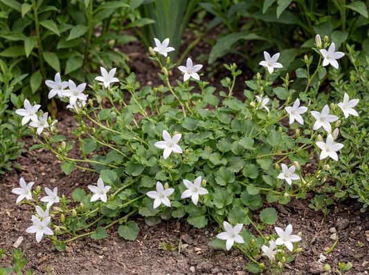 Serbian Bellflower