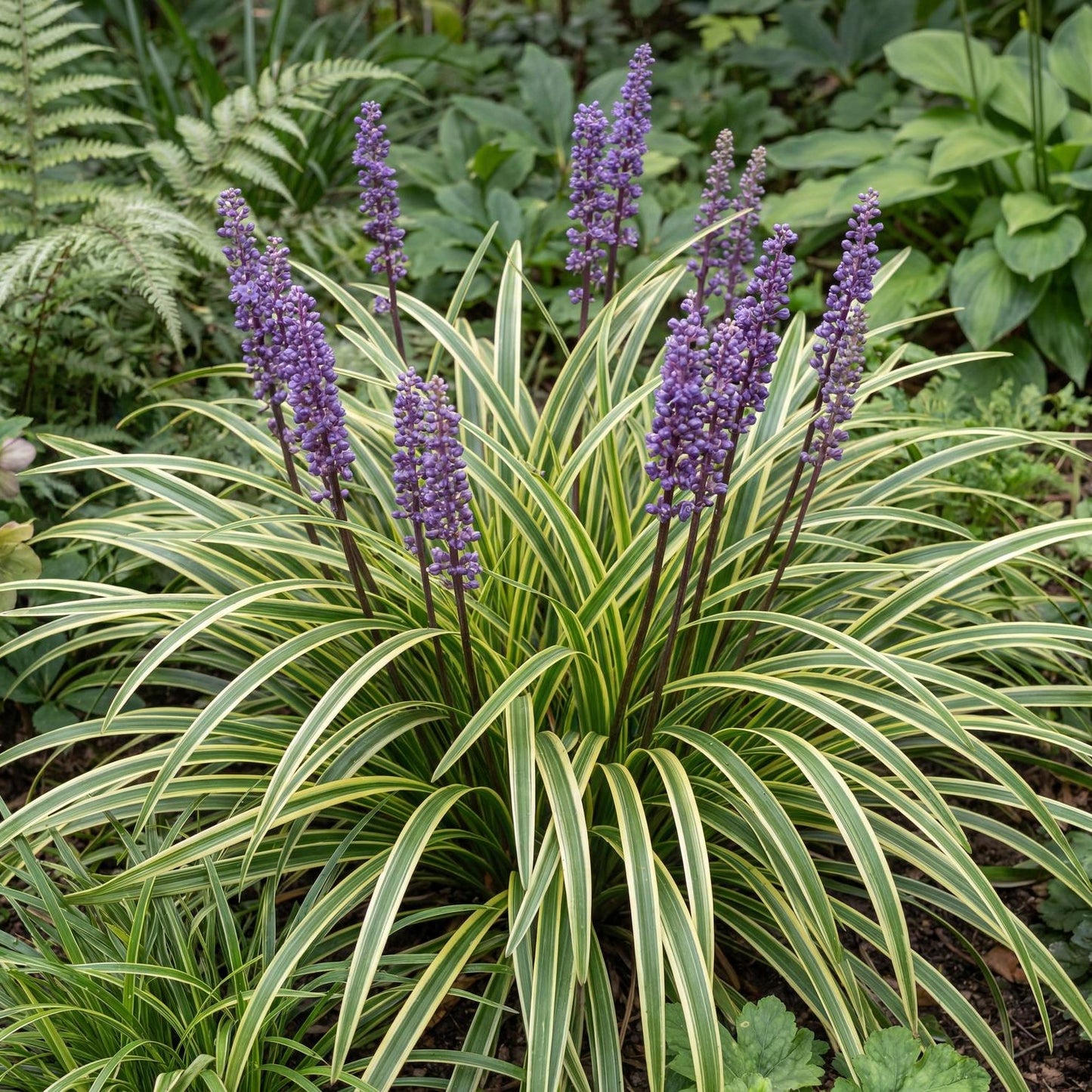 Variegata Lilyturf in a 4-inch pot, grassy clumps of cream-edged green leaves that bloom soft purple