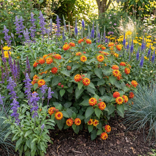 Radiation Lantana