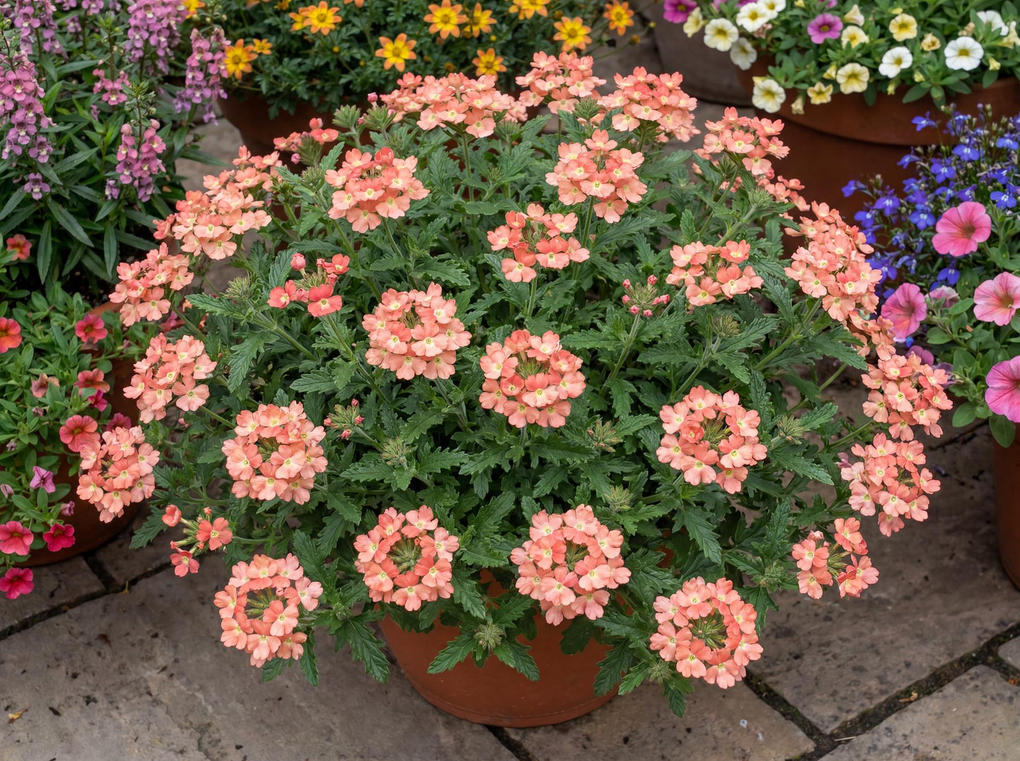 Peach Empress Flair Verbena