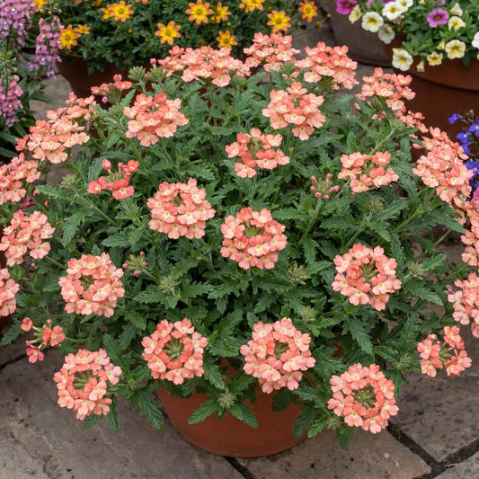 Peach Empress Flair Verbena