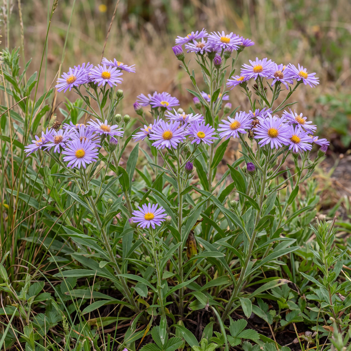 California Aster in a 4-inch pot, a native clump bearing purple daisies with yellow centers into autumn.