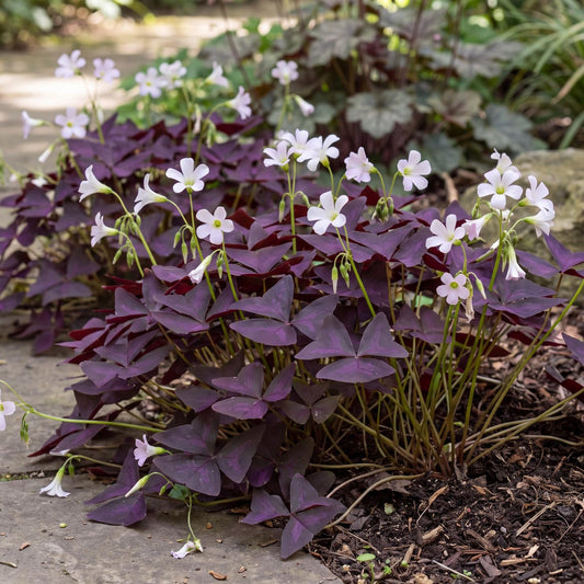 Burgundy Oxalis