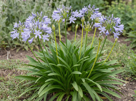 Peter Pan Lily of the Nile