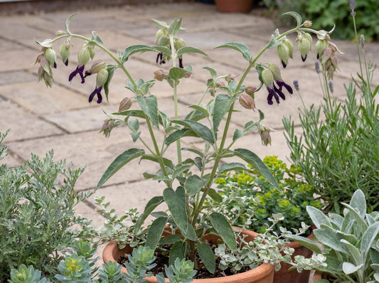 Andean Silver-Leaf Sage