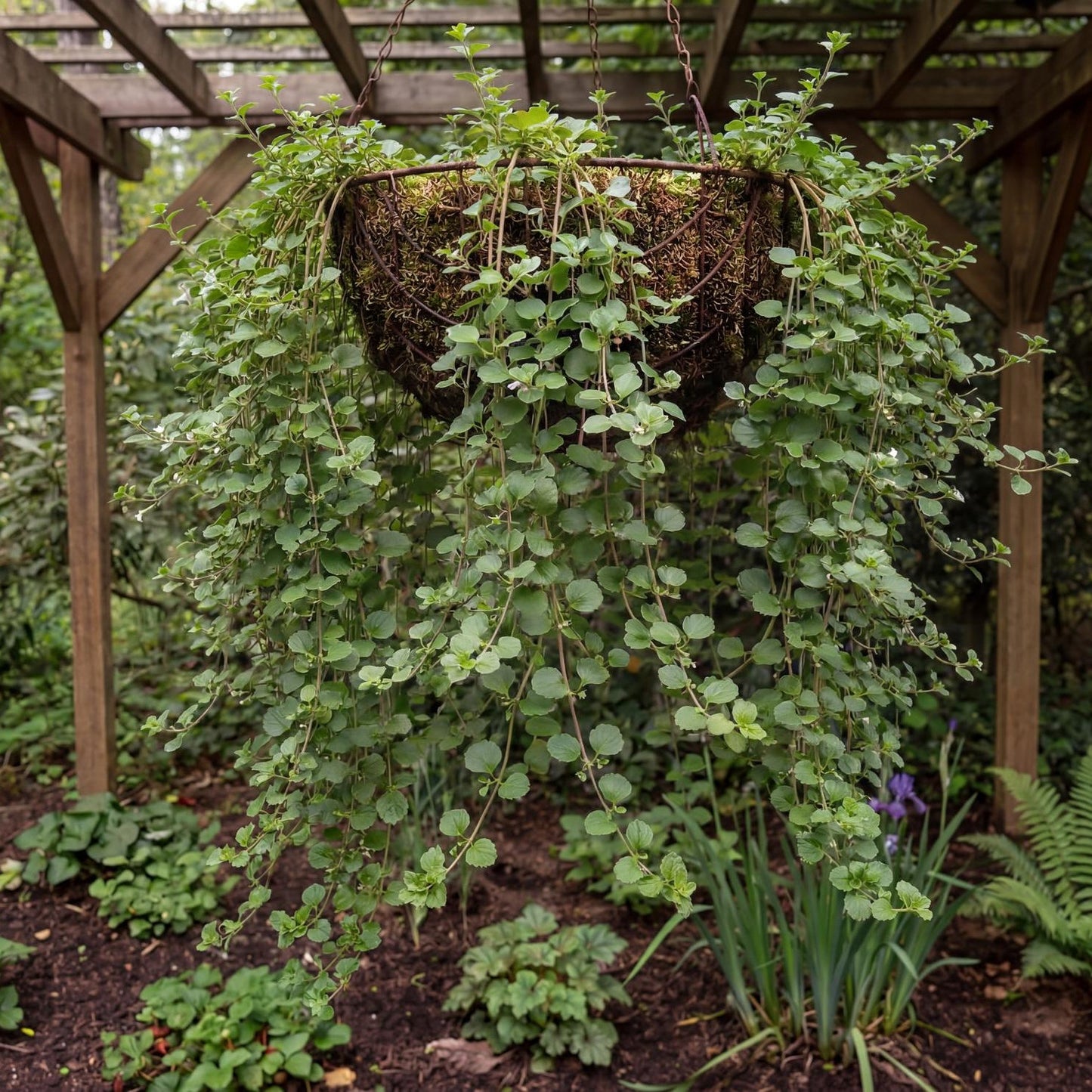 Yerba Buena (Good Herb) in a 4-inch pot, a California native with small scalloped green leaves on trailing stems