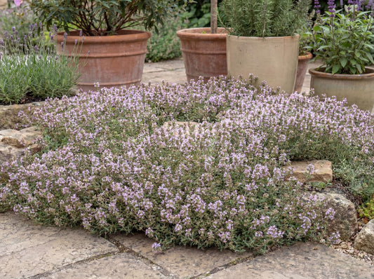 Spicy Orange Thyme