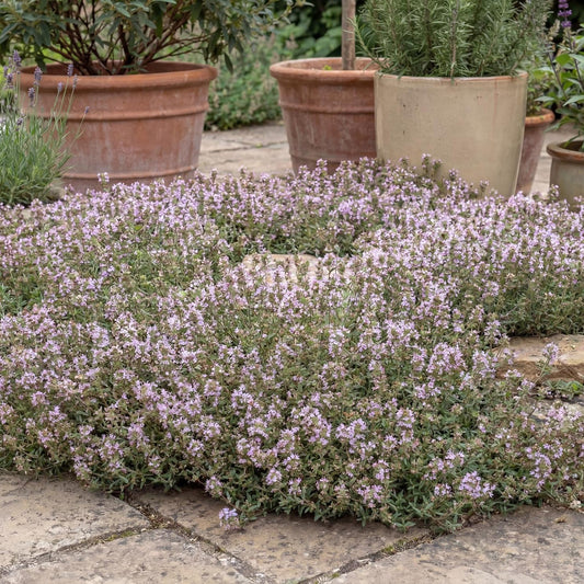 Spicy Orange Thyme