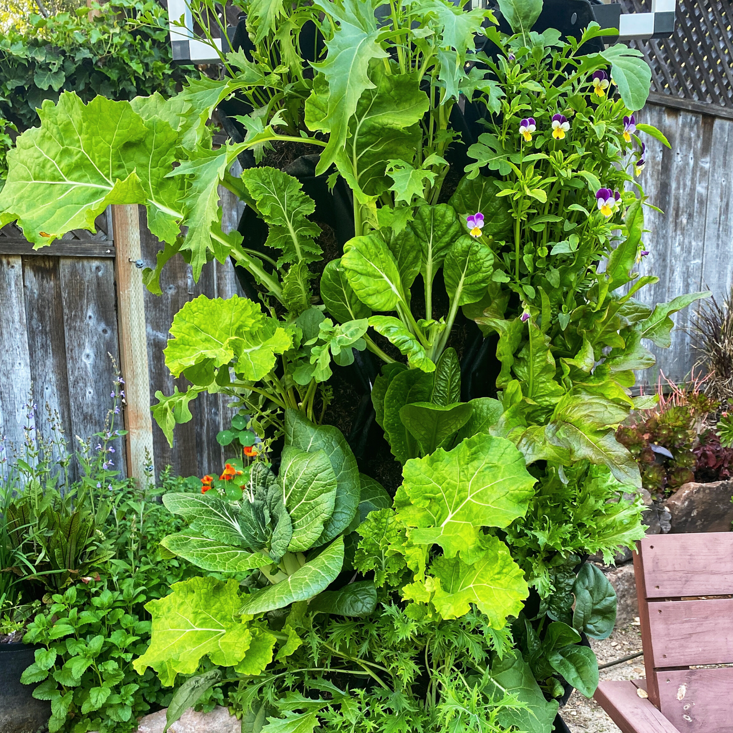 18 Organic Specialty Lettuce Varieties + Organic Soil (Starter Bundle for Planted Wall)