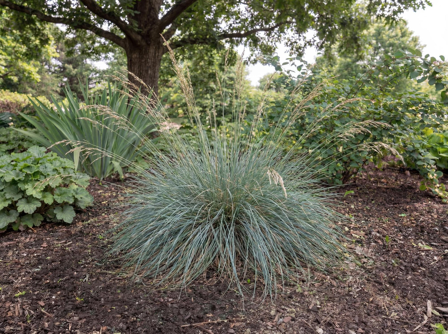 California Fescue
