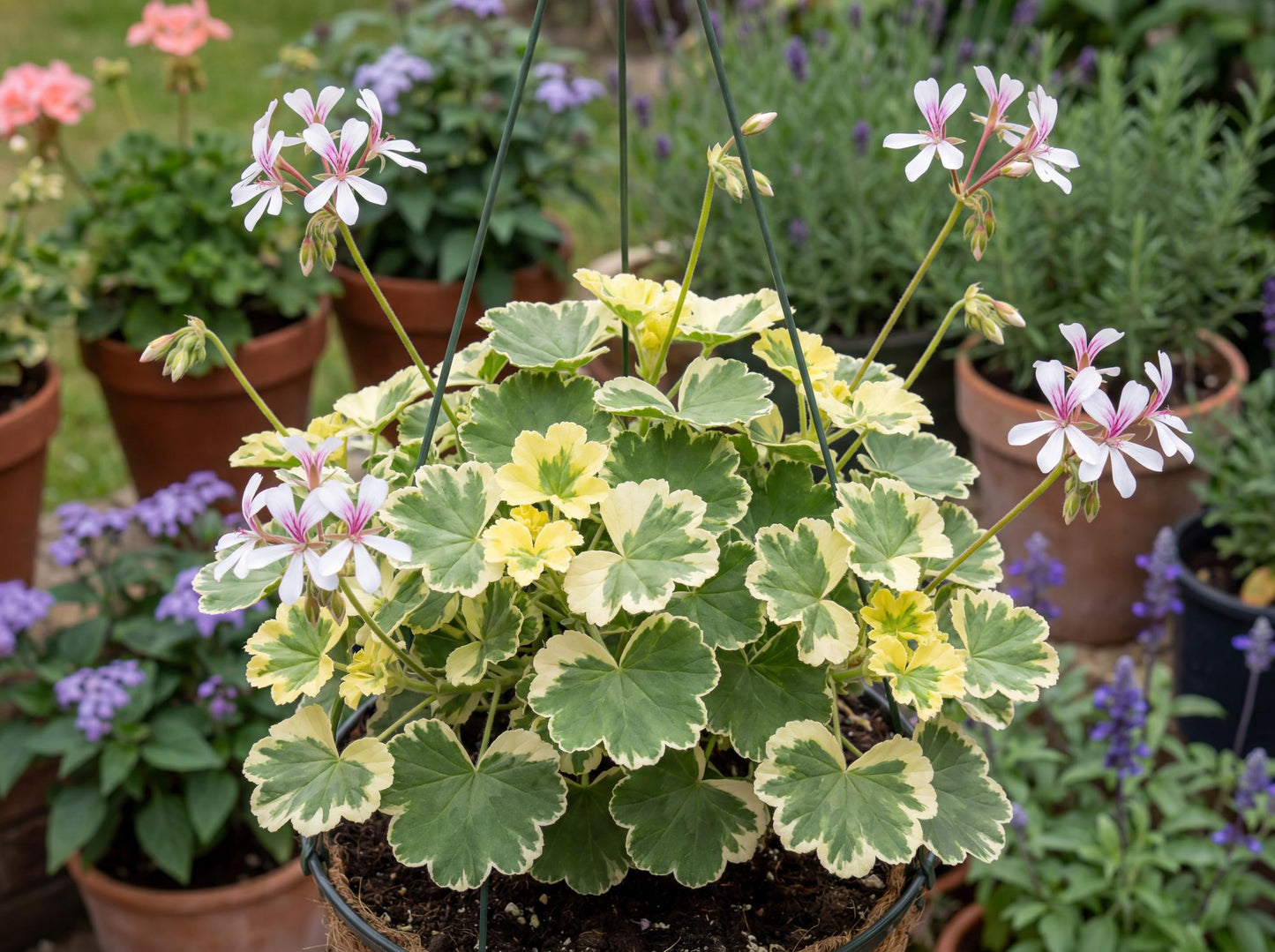 Creamy Nutmeg Geranium