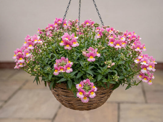 Pinkberry Nemesia