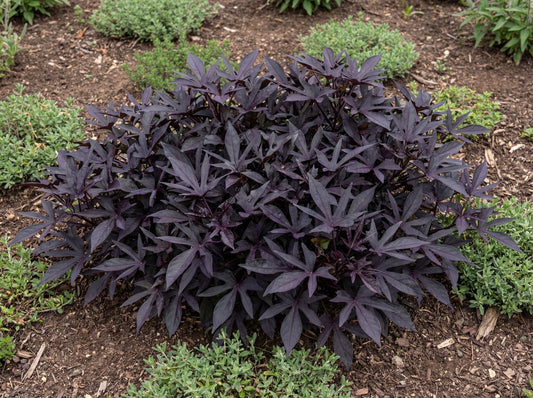 Blackie Sweet Potato Vine