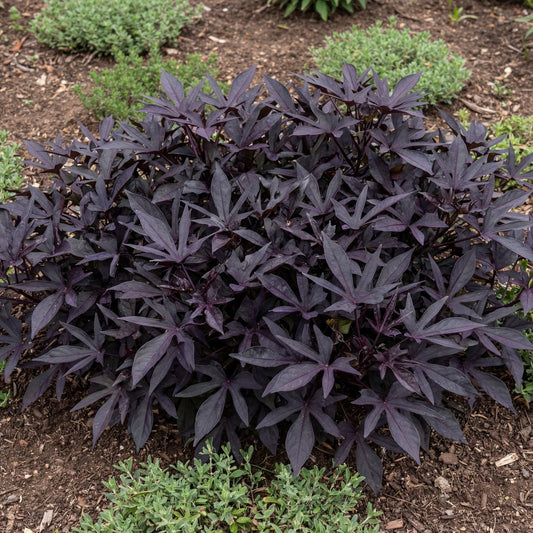 Blackie Sweet Potato Vine