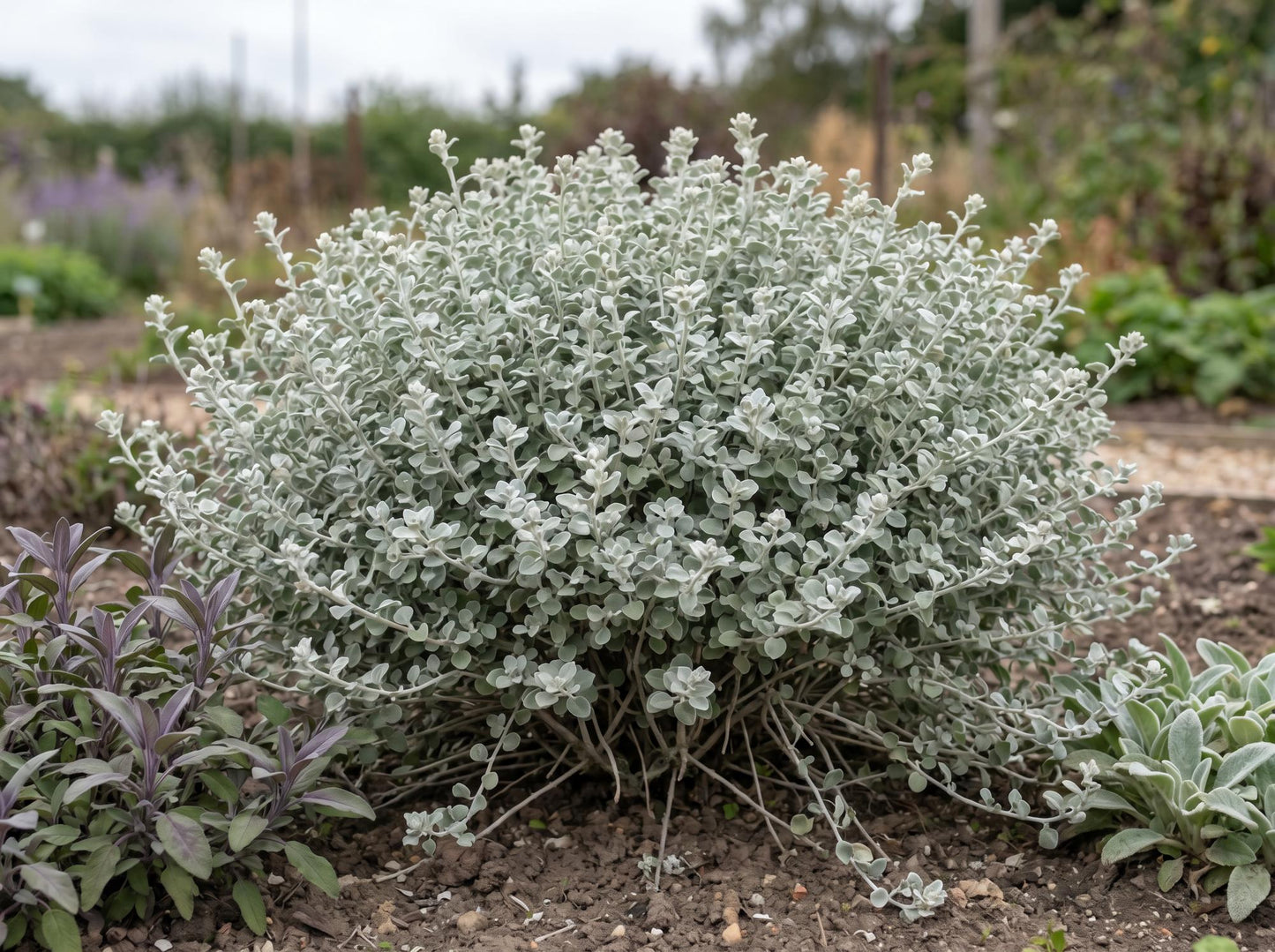 Petite Licorice Helichrysum
