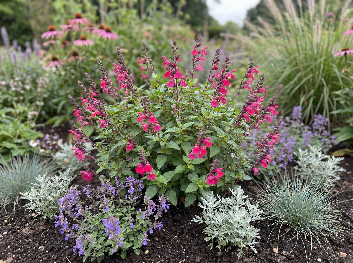Cool Pink Salvia
