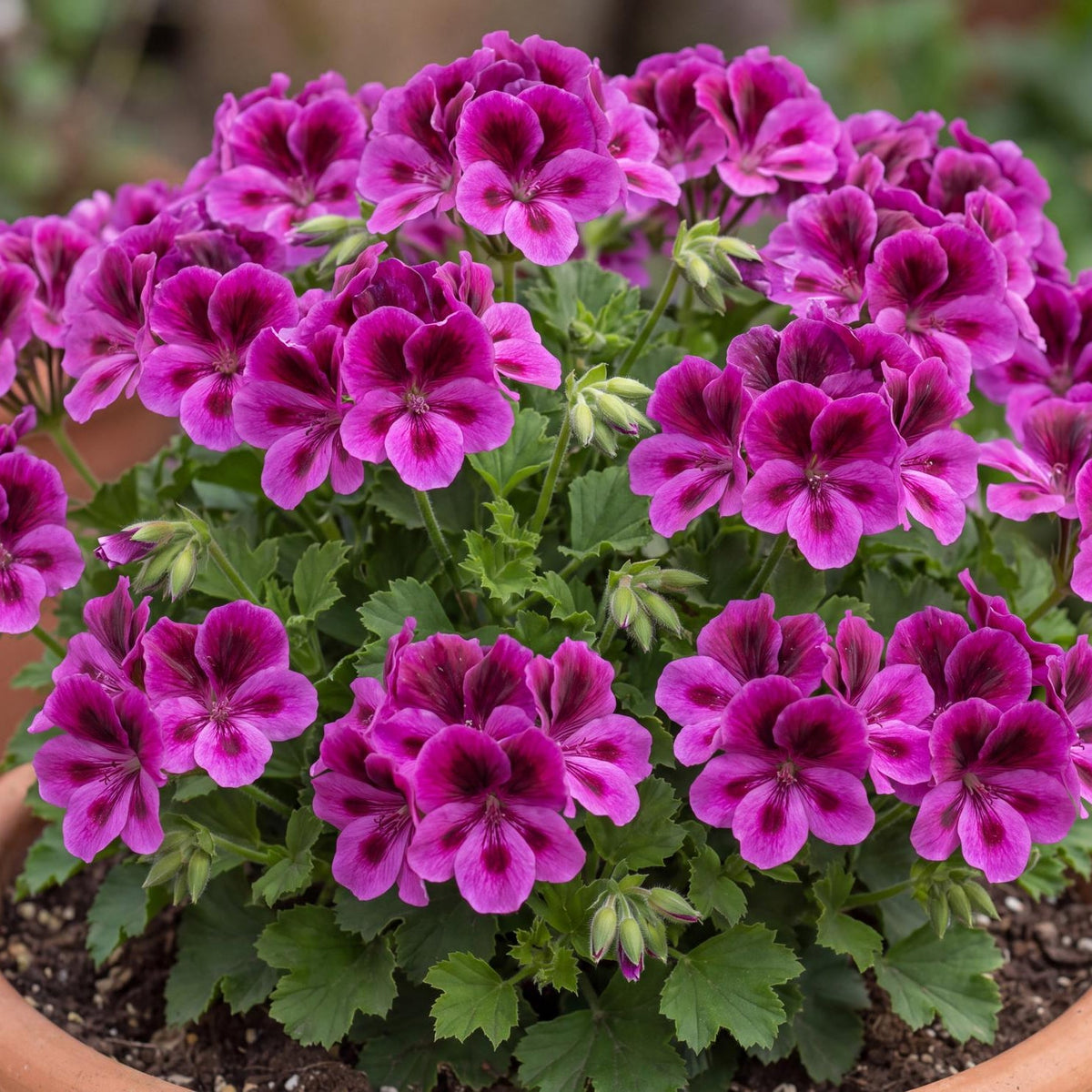 Candy Flowers Violet Geranium
