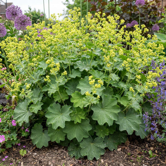 Thriller Lady's Mantle