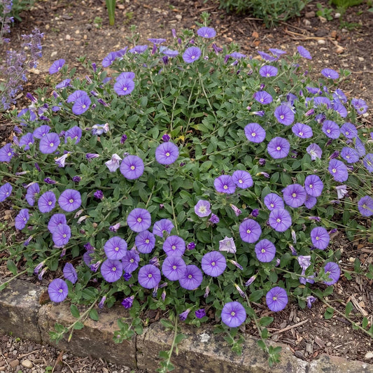 Sabatius Convolvulus