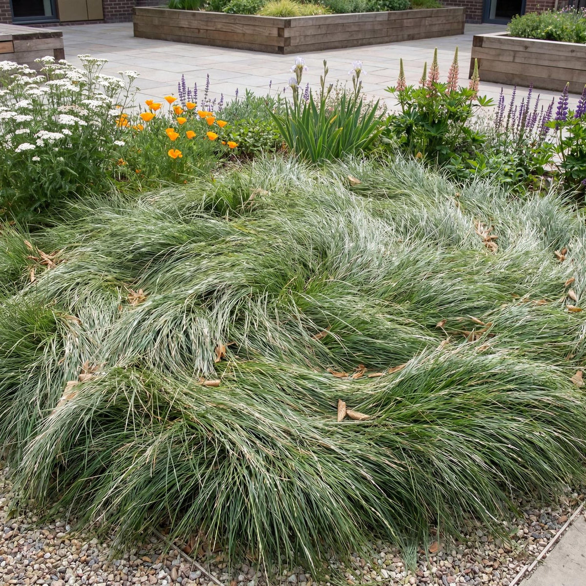 Molate Red Fescue