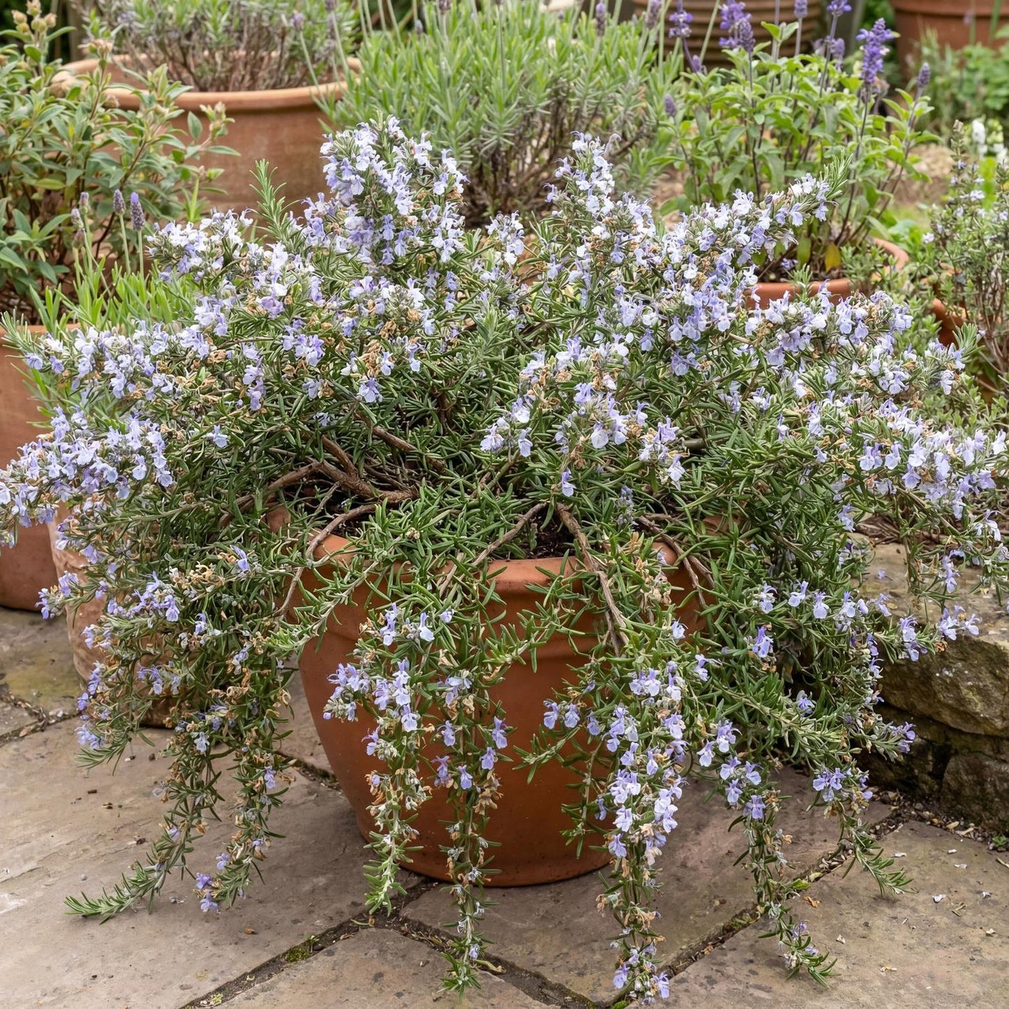 Huntington Carpet Rosemary