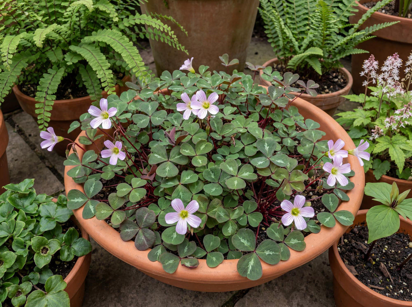 Klamath Ruby Redwood Sorrel