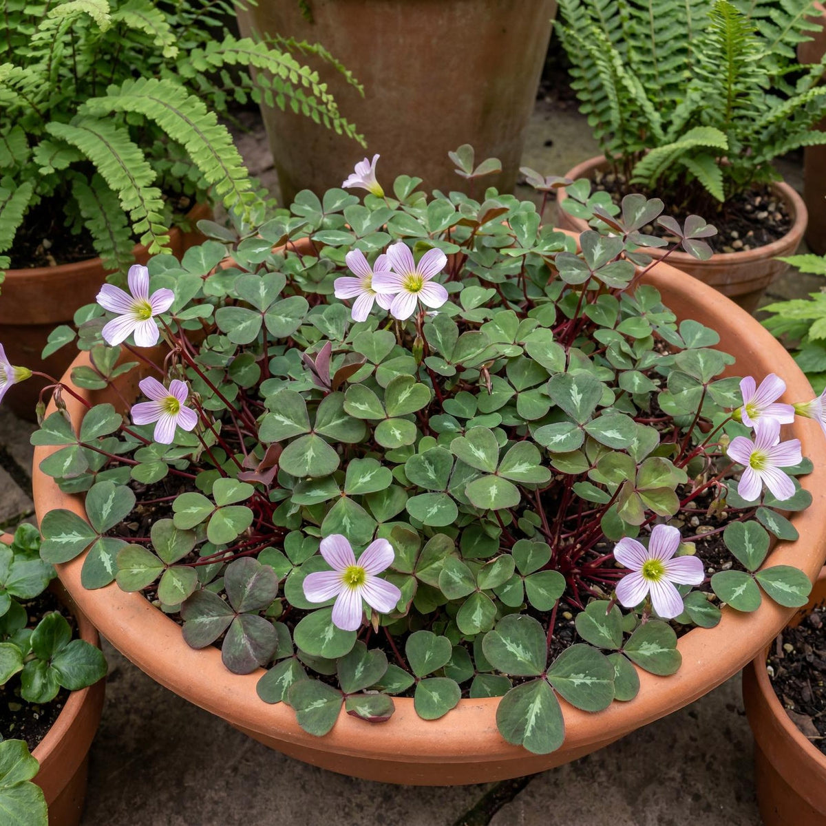 Klamath Ruby Redwood Sorrel