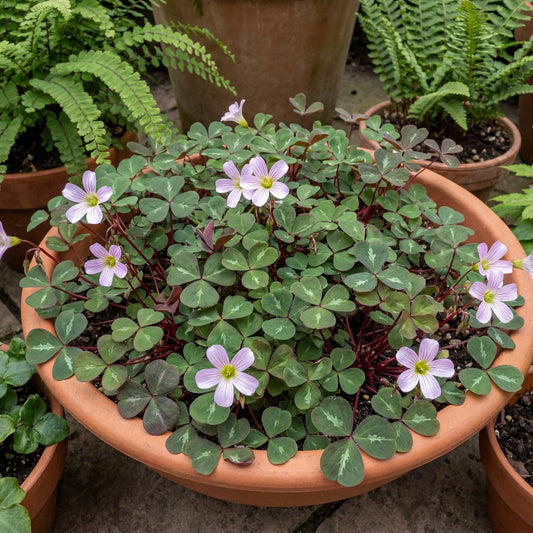 Klamath Ruby Redwood Sorrel