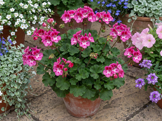 Pinkerbell Regal Geranium