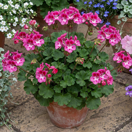 Pinkerbell Regal Geranium