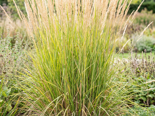 Karl Foerster Feather Reed Grass