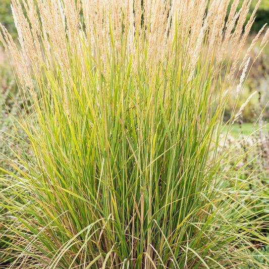 Karl Foerster Feather Reed Grass