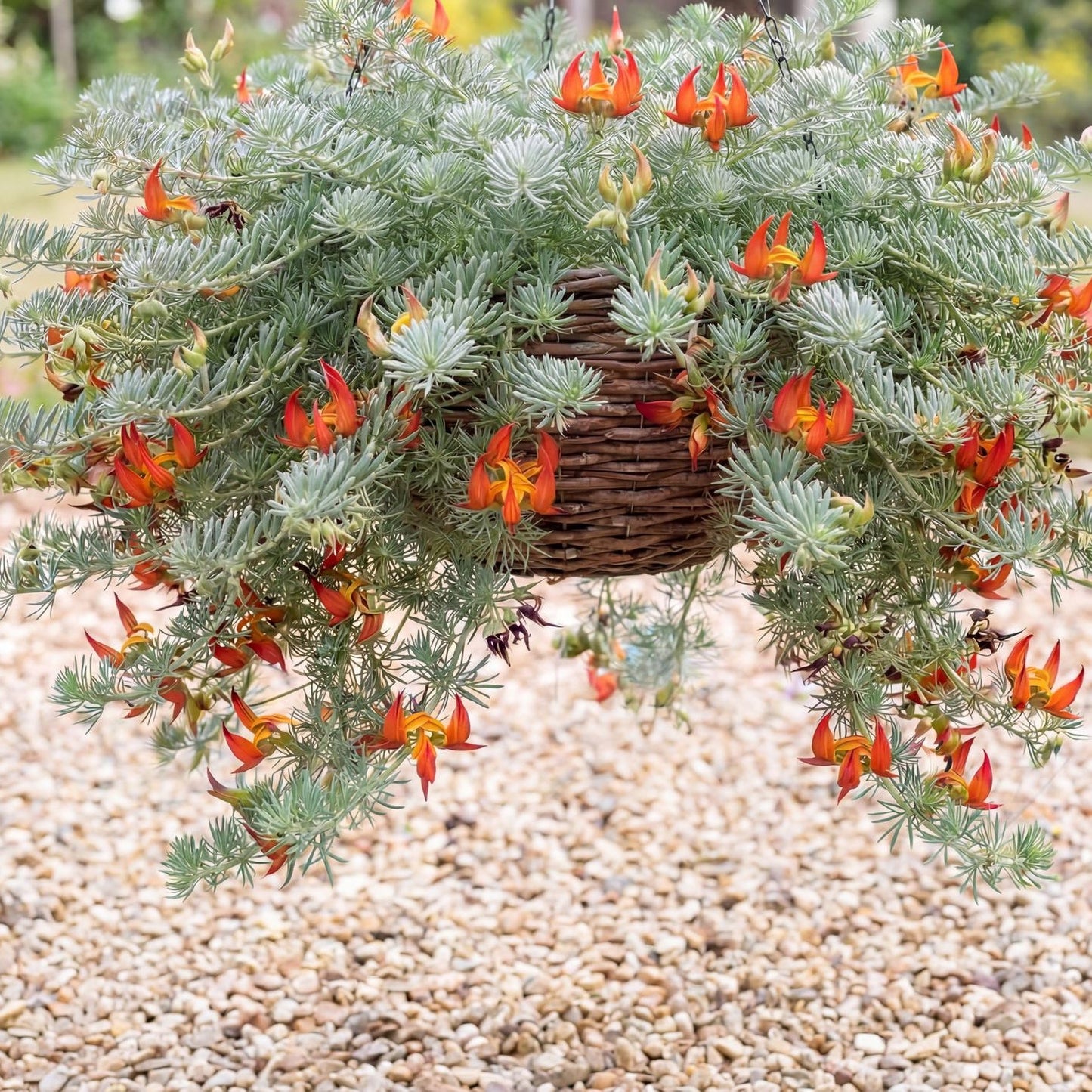 Parrot's Beak in a 4-inch pot, a trailing plant with silver-green foliage and orange-red beaked flowers.