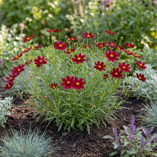 Mercury Rising Tickseed