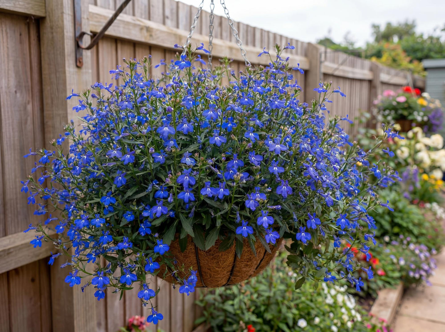 Glow Electric Blue Lobelia