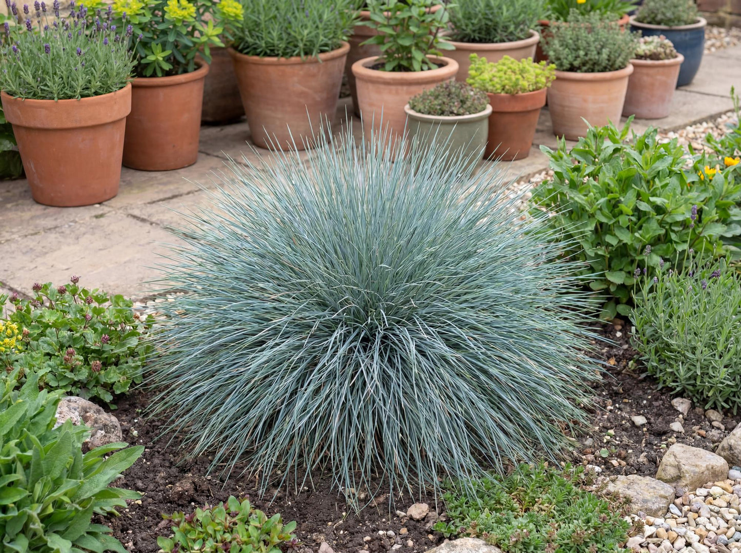 Buddy Blue Fescue