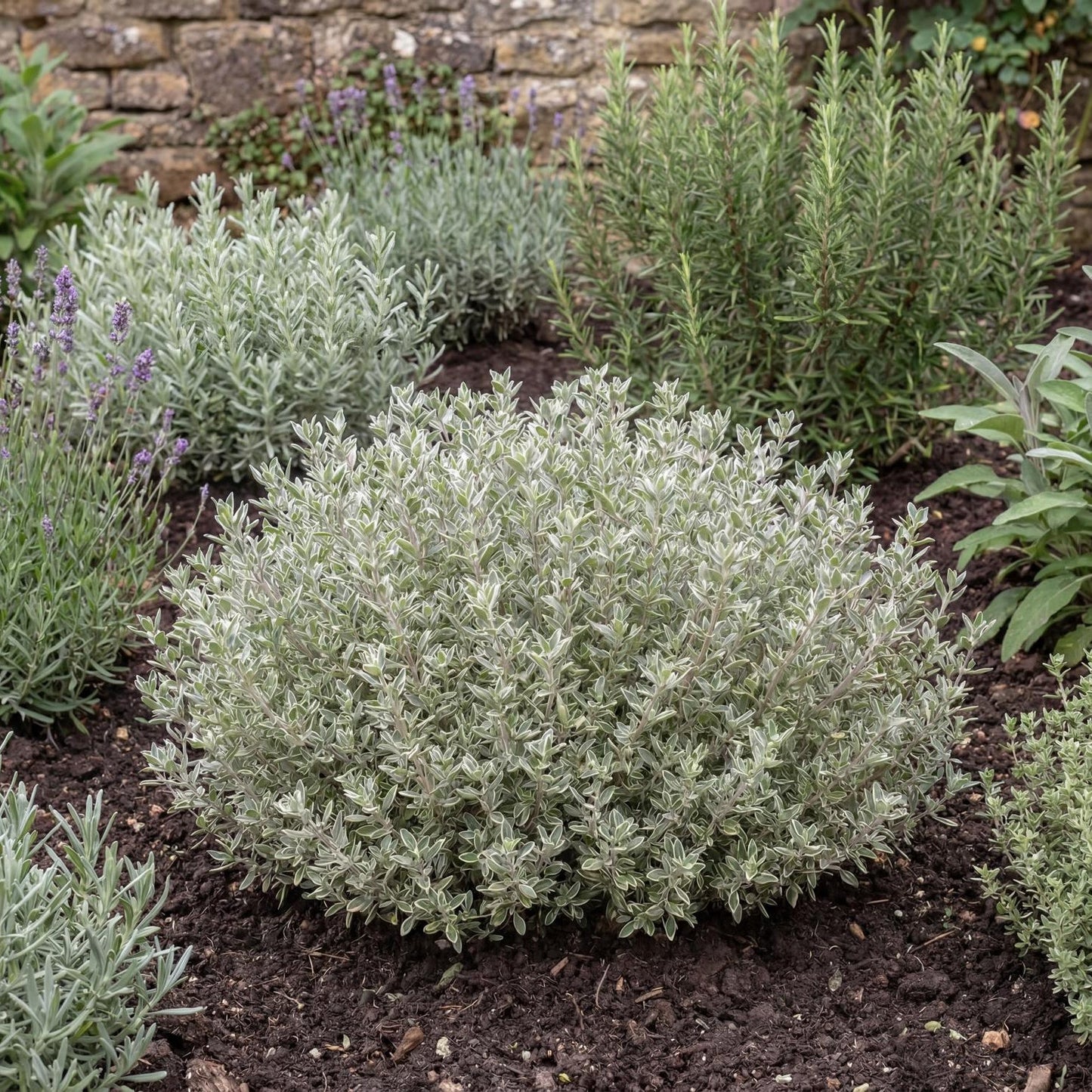 Silver Thyme