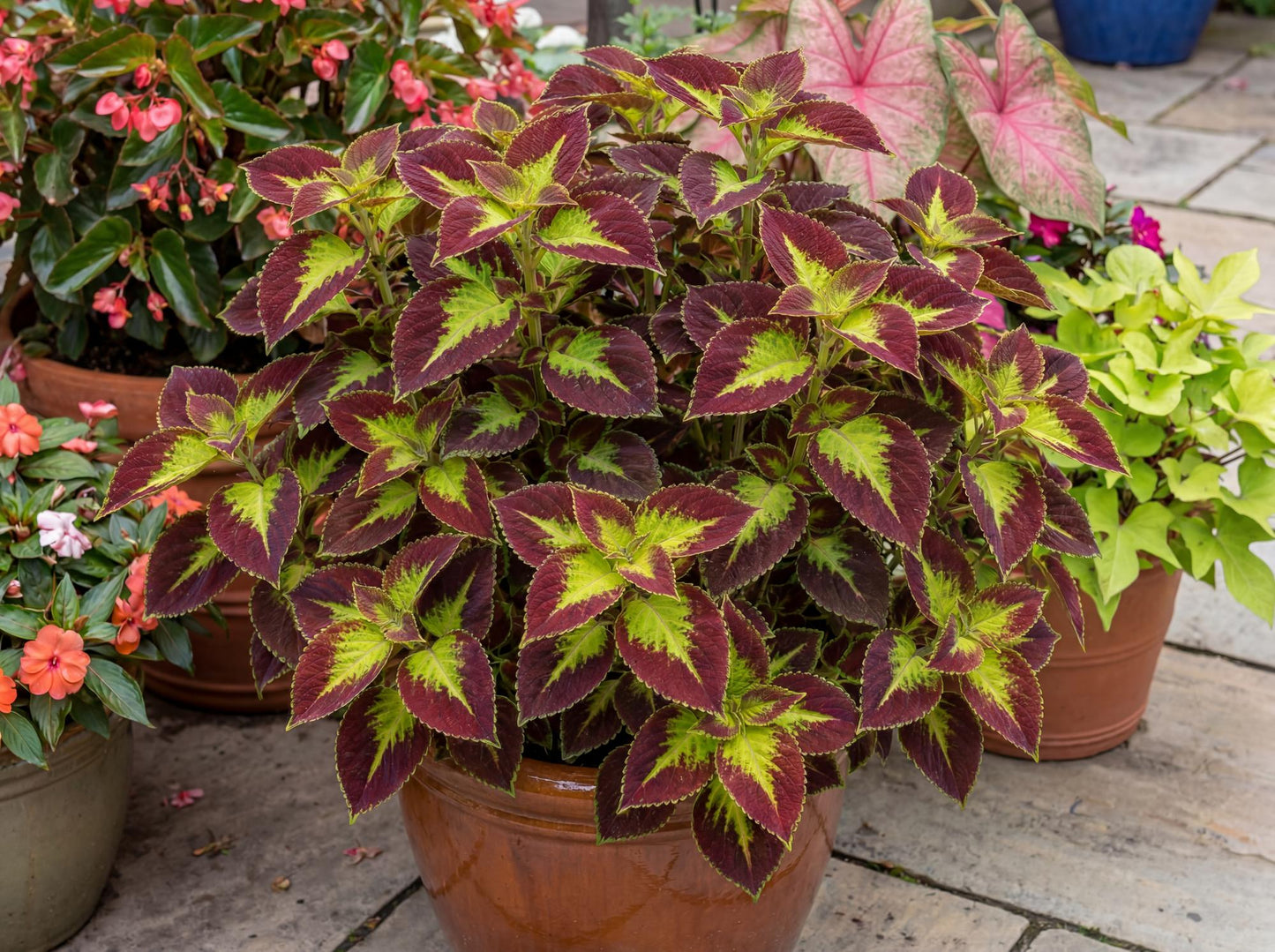 Dipt In Wine Coleus