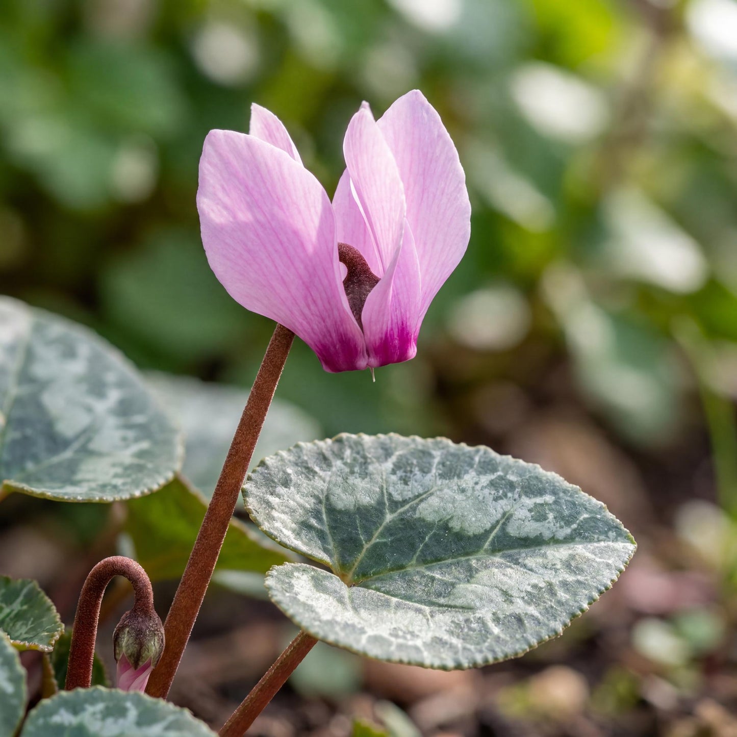 Light Pink Eye Metis Cyclamen