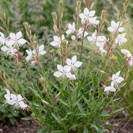 Ballerina White Gaura