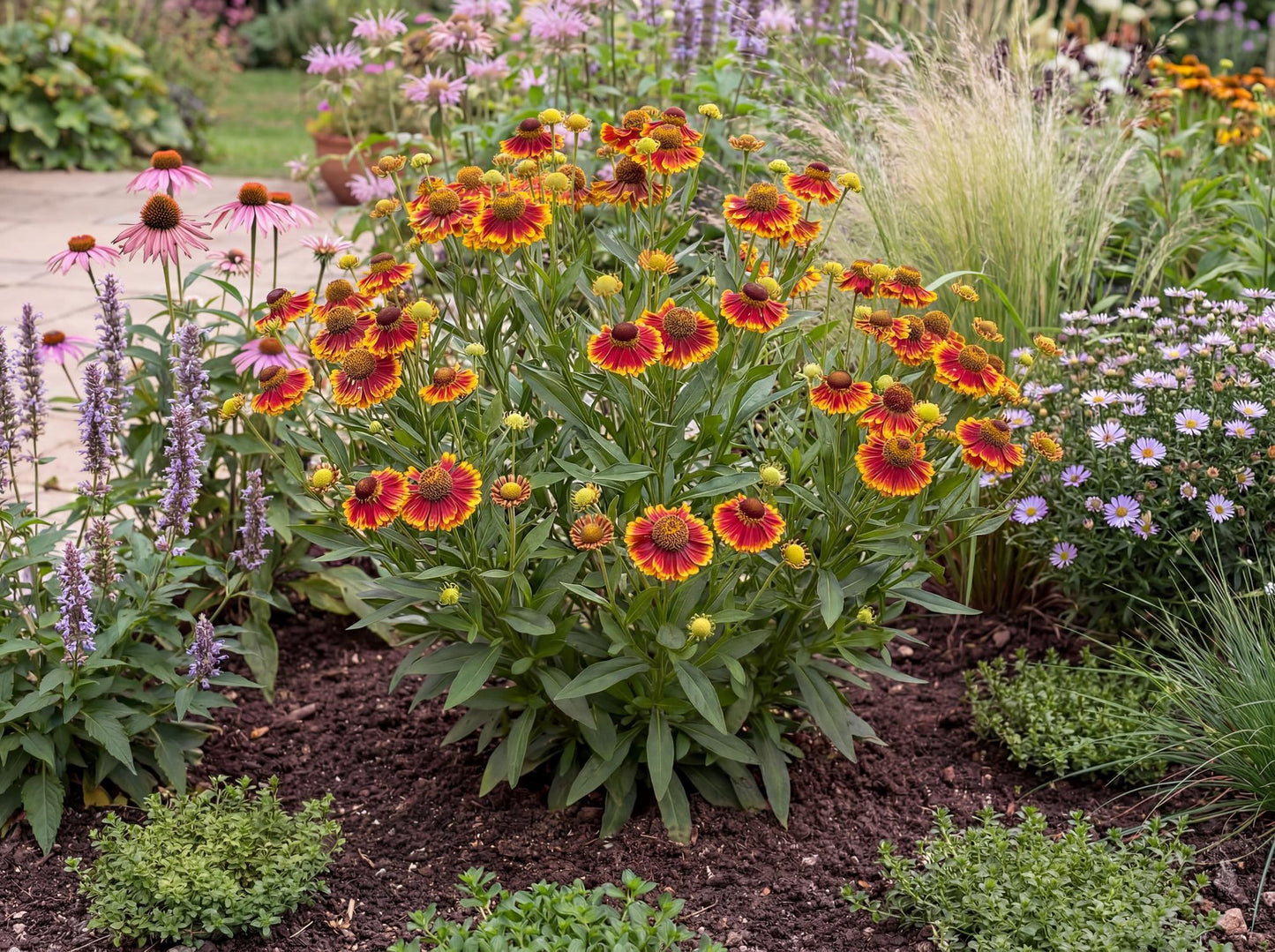 Salud Embers Sneezeweed