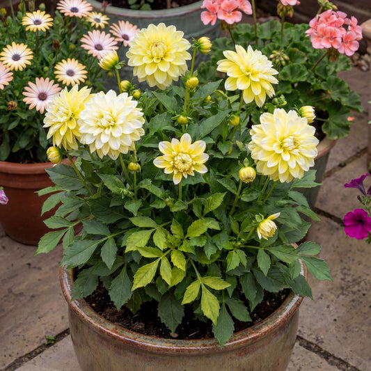 Lemon Cherie Dahlia